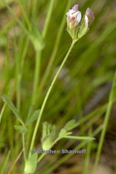 trifolium bifidum var decipiens 1 graphic